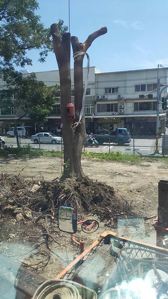 樹林吊車-樹林區大安路,挖樹,整地